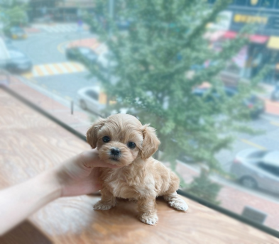말티푸 (분양완료)
