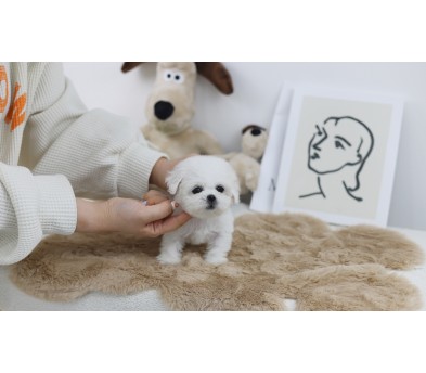 미니비숑(분양완료)