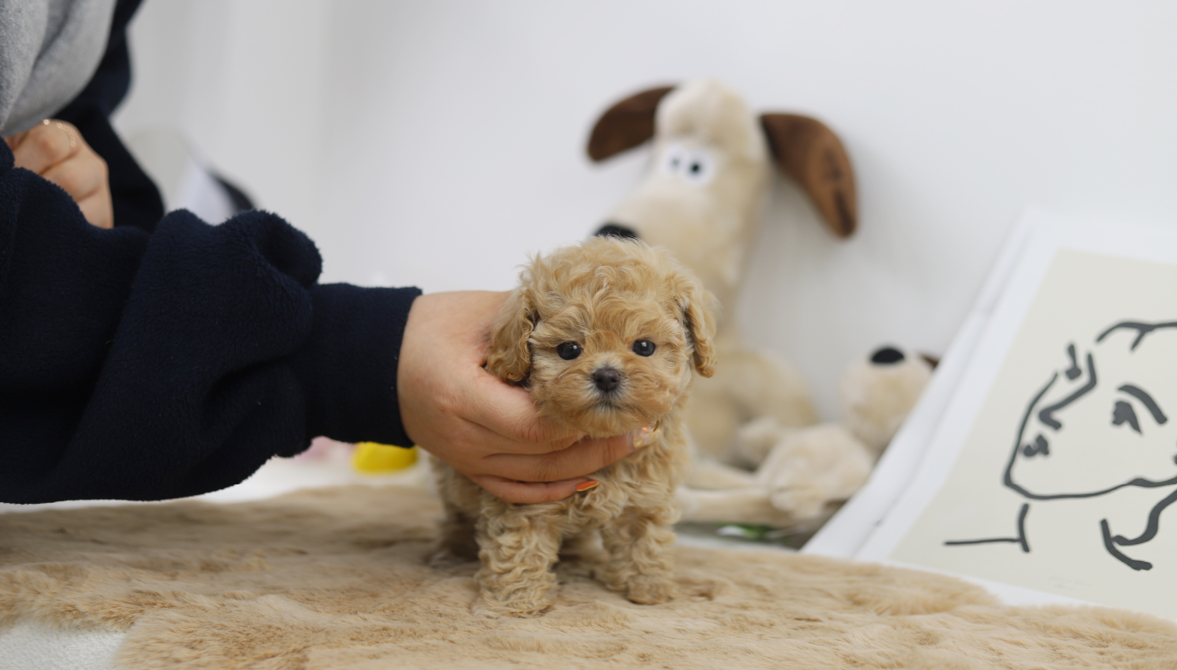 토이푸들(분양완료)