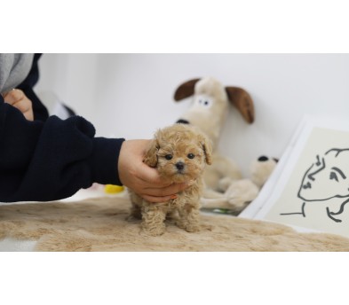 토이푸들(분양완료)