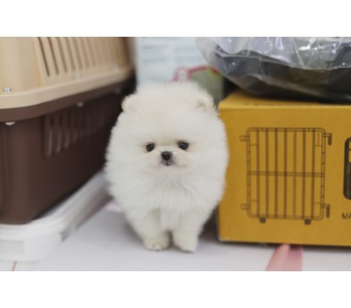 포메라니안(분양완료)
