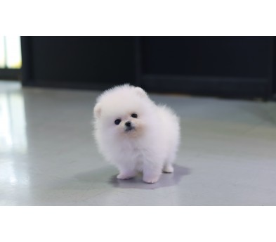 포메라니안(분양완료)