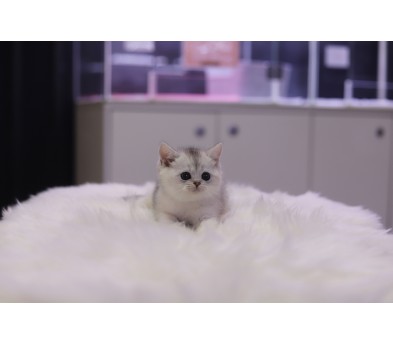 브리티쉬숏헤어(분양완료)
