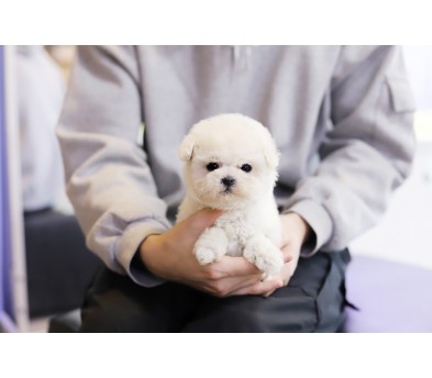 미니비숑분양(분양완료)