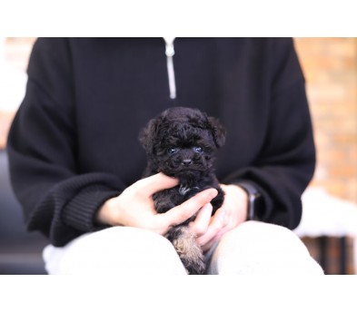 토이푸들(분양완료)