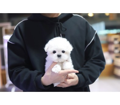 말티즈(분양완료)