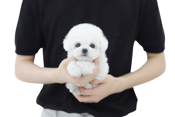 미니비숑(분양완료)