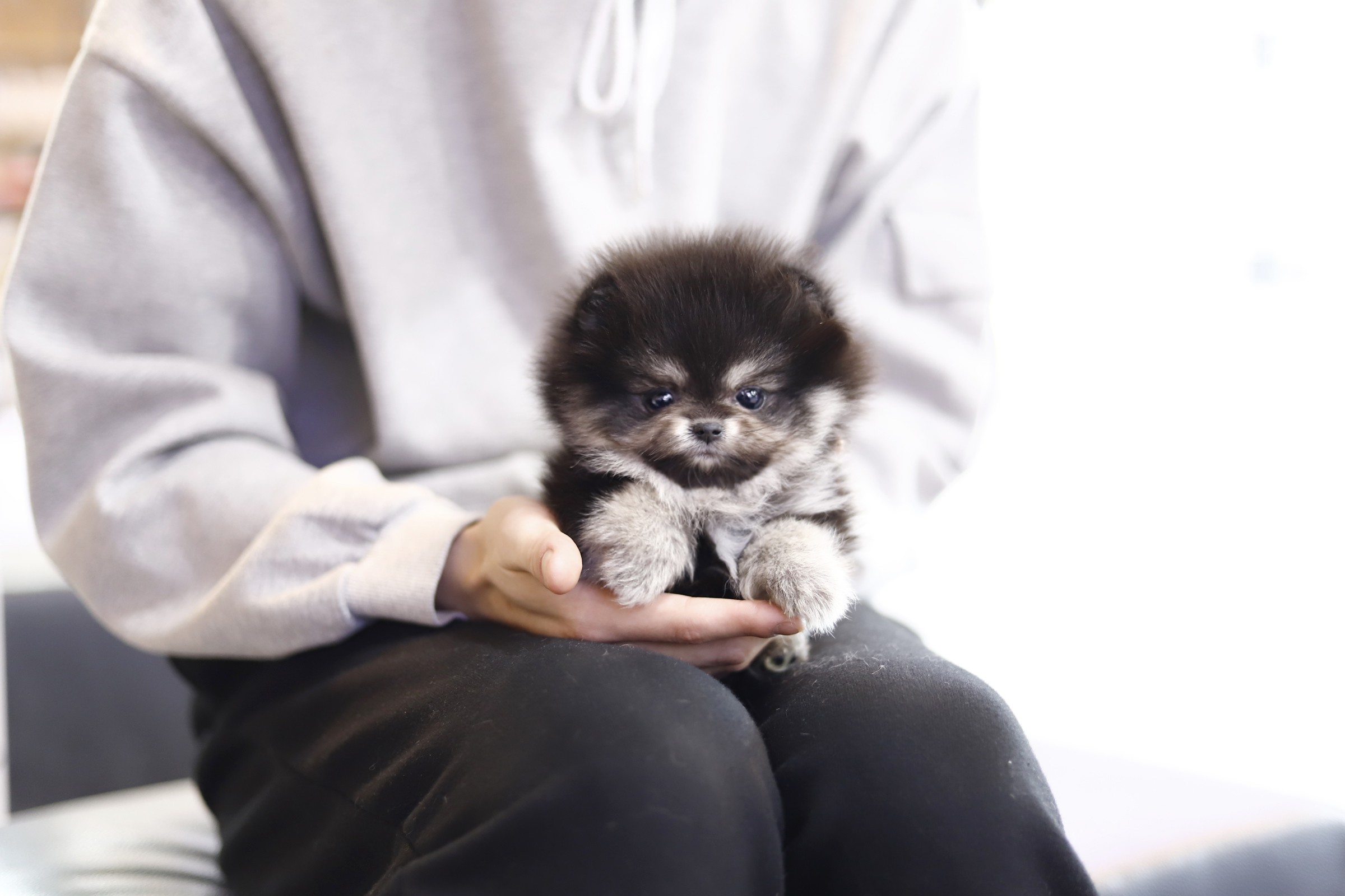 포메라니안(분양완료)