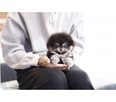 포메라니안(분양완료)