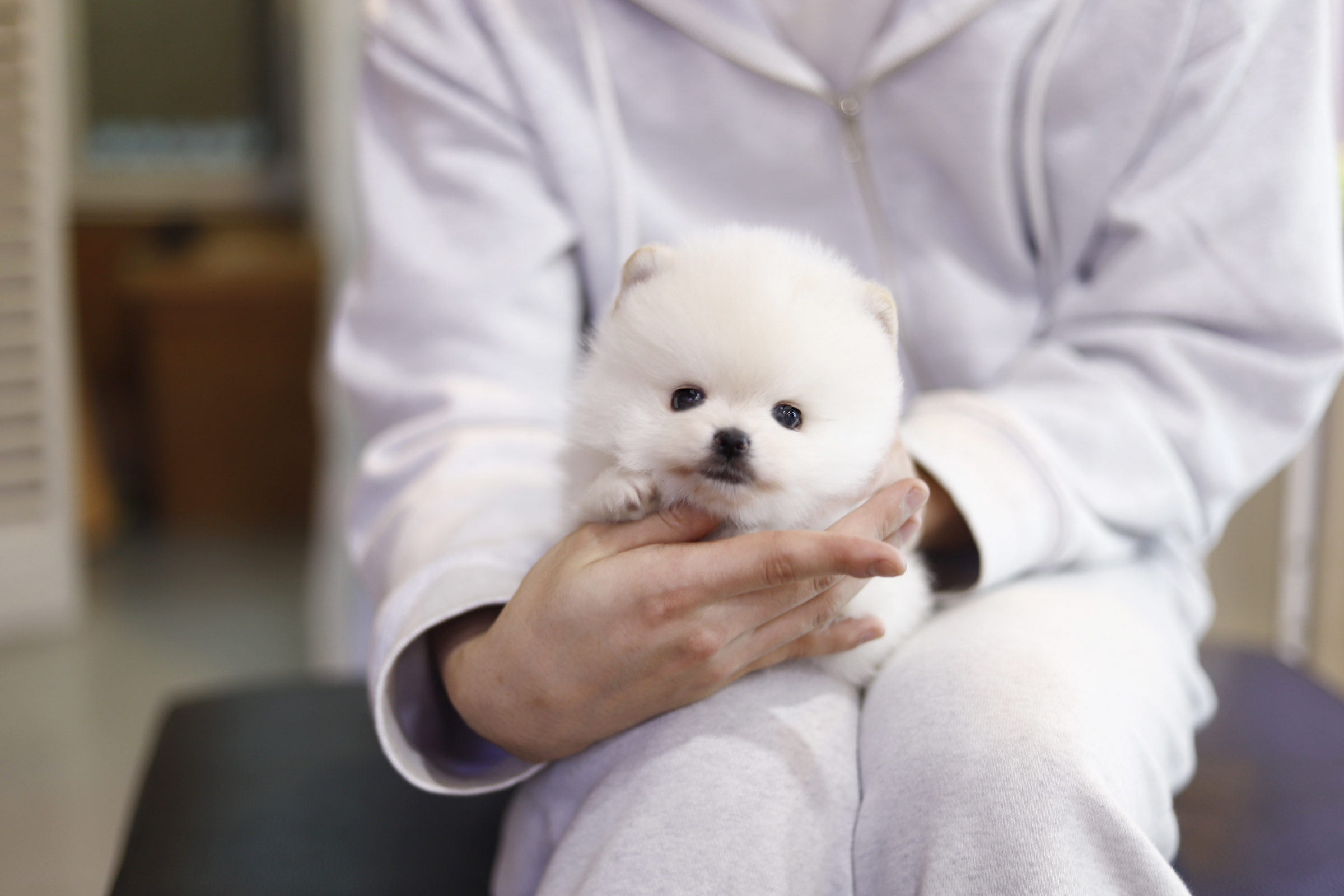 포메라니안(분양완료)