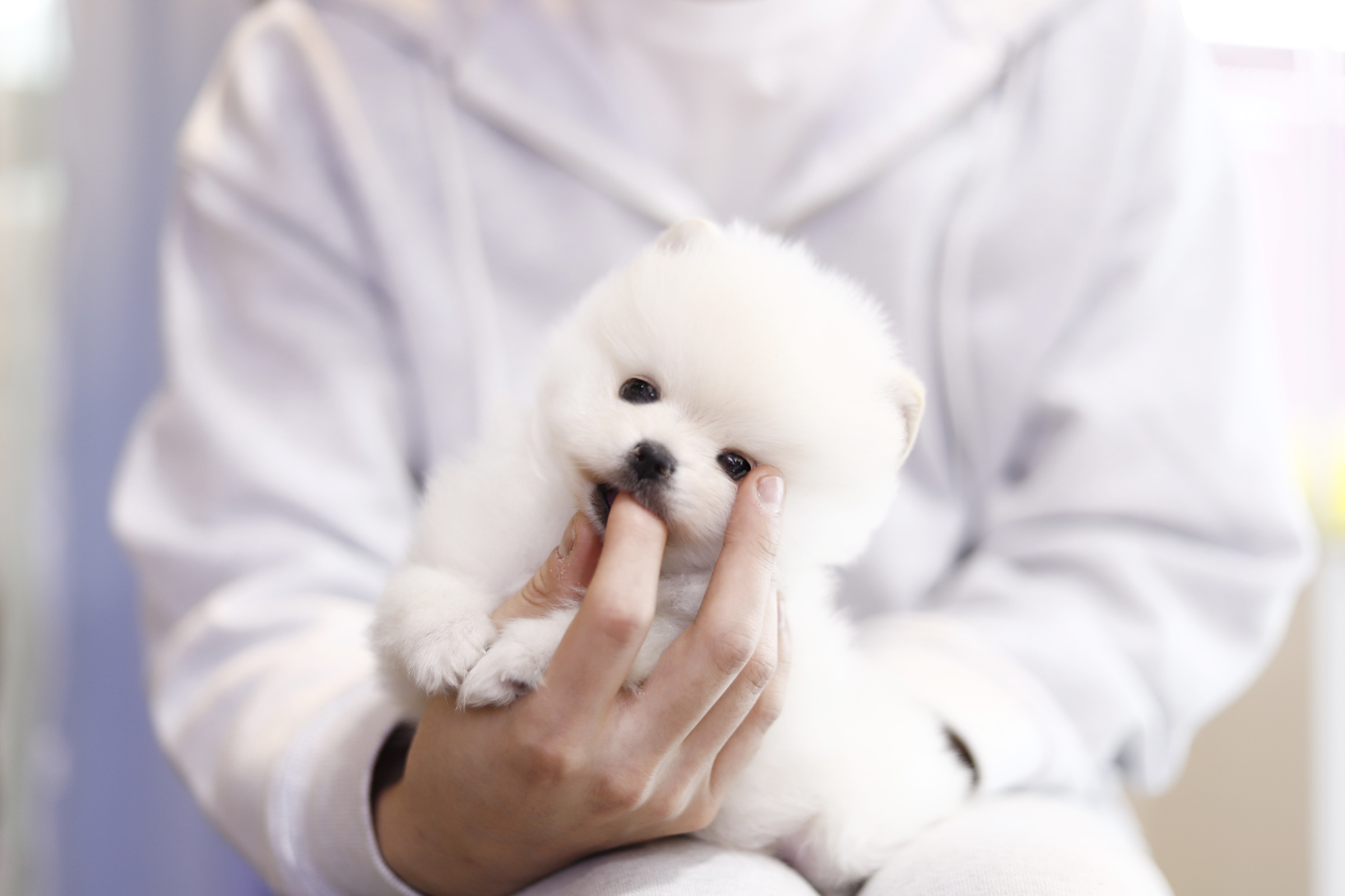 포메라니안(분양완료)