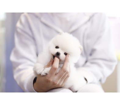 포메라니안(분양완료)
