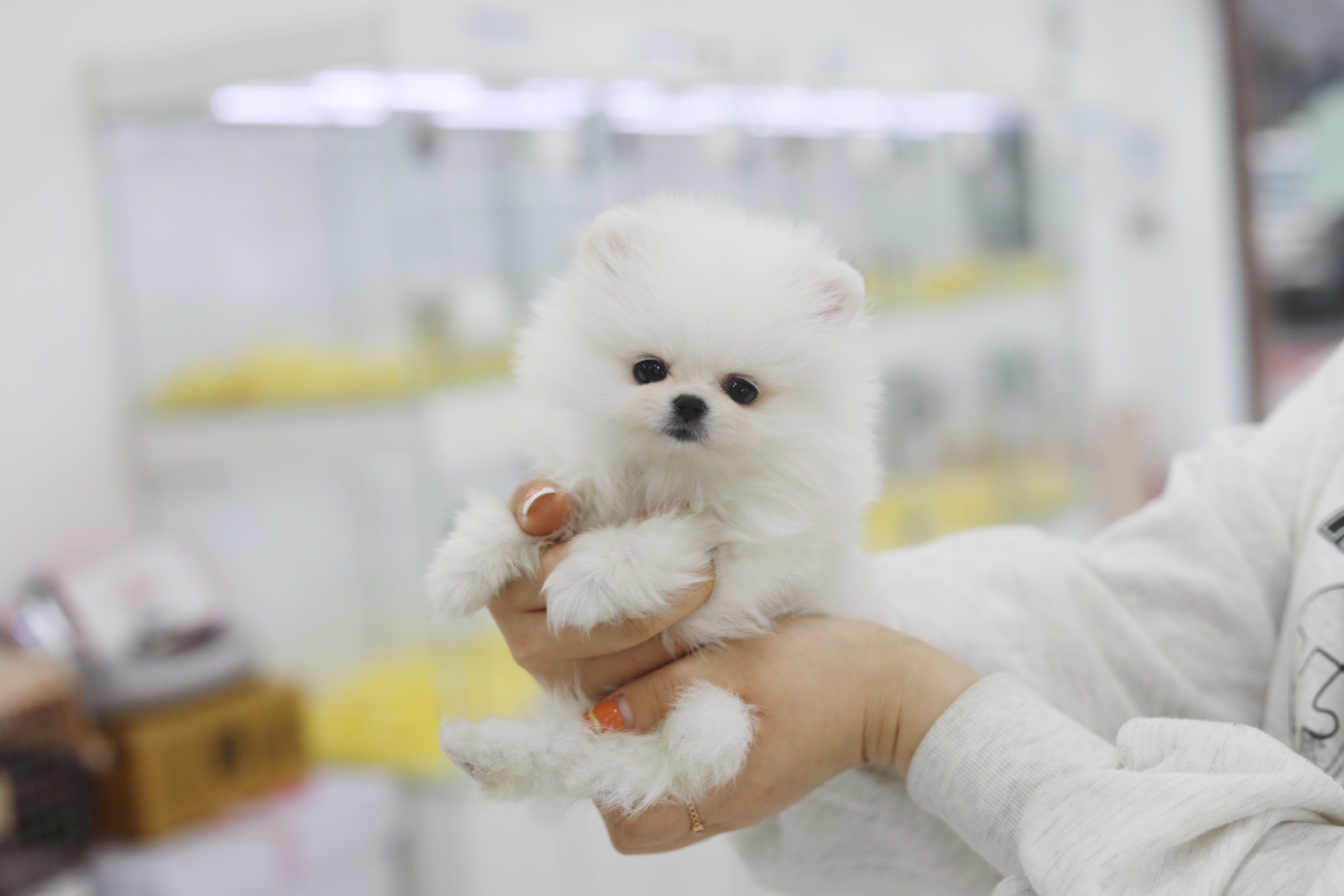 포메라니안(분양완료)
