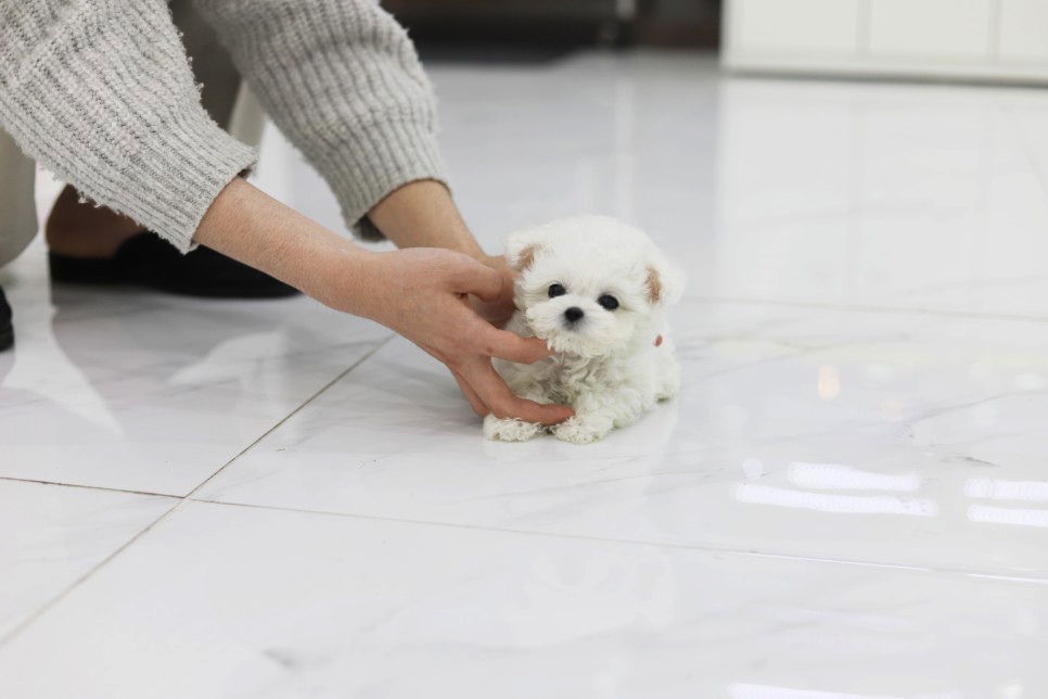 미니비숑(분양완료)
