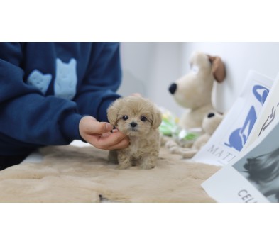 말티푸(분양완료)