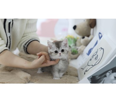 브리티쉬숏헤어(분양완료)