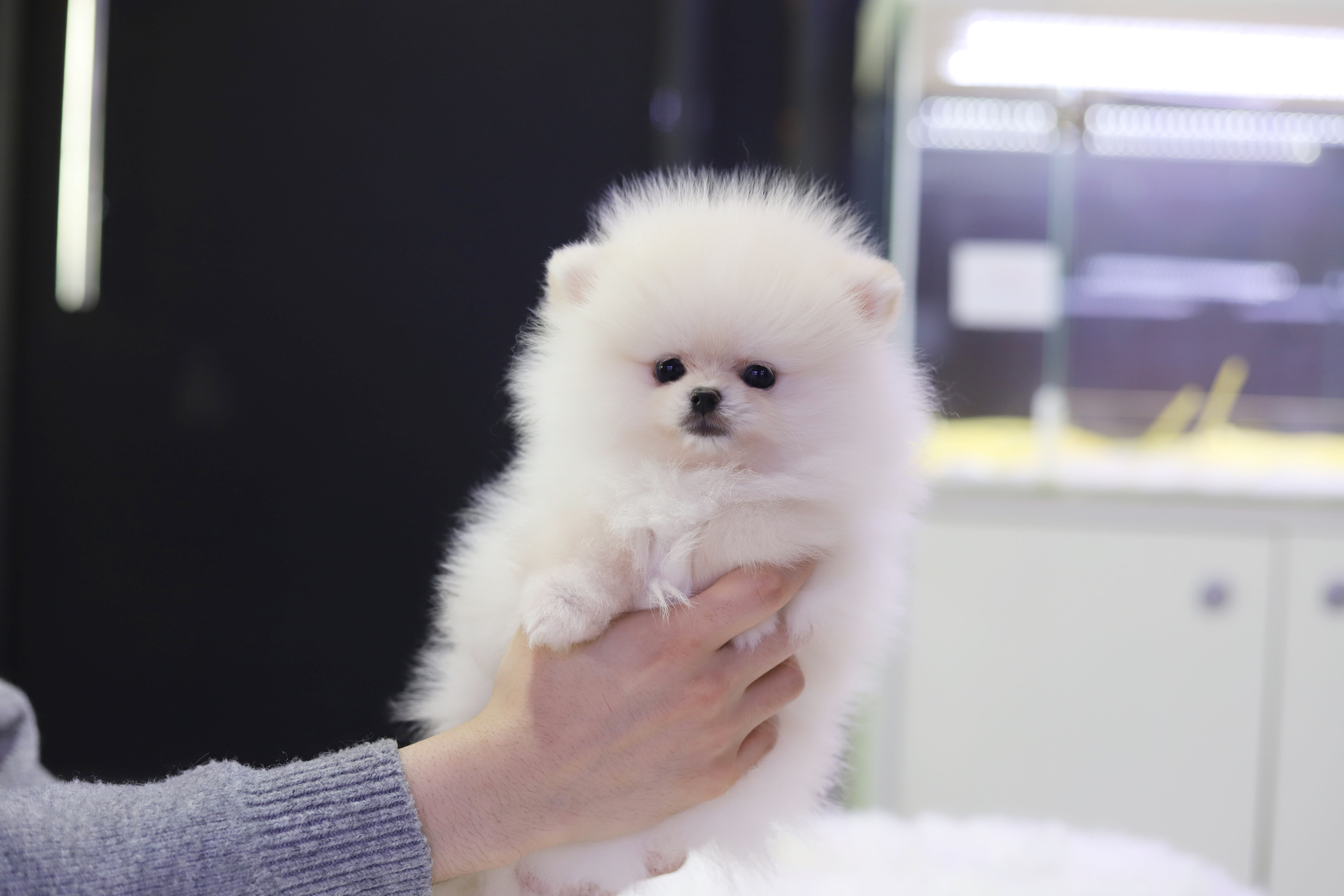 포메라니안(분양완료)