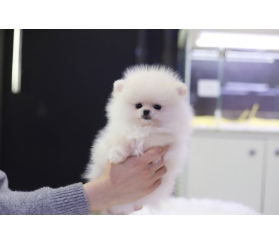 포메라니안(분양완료)