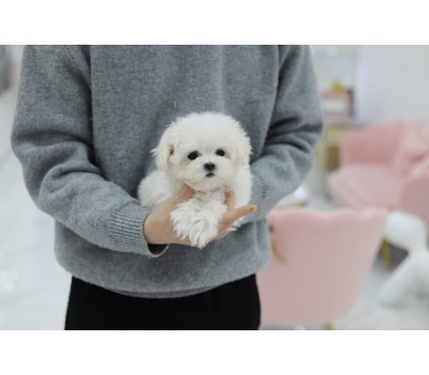말티즈(분양완료)