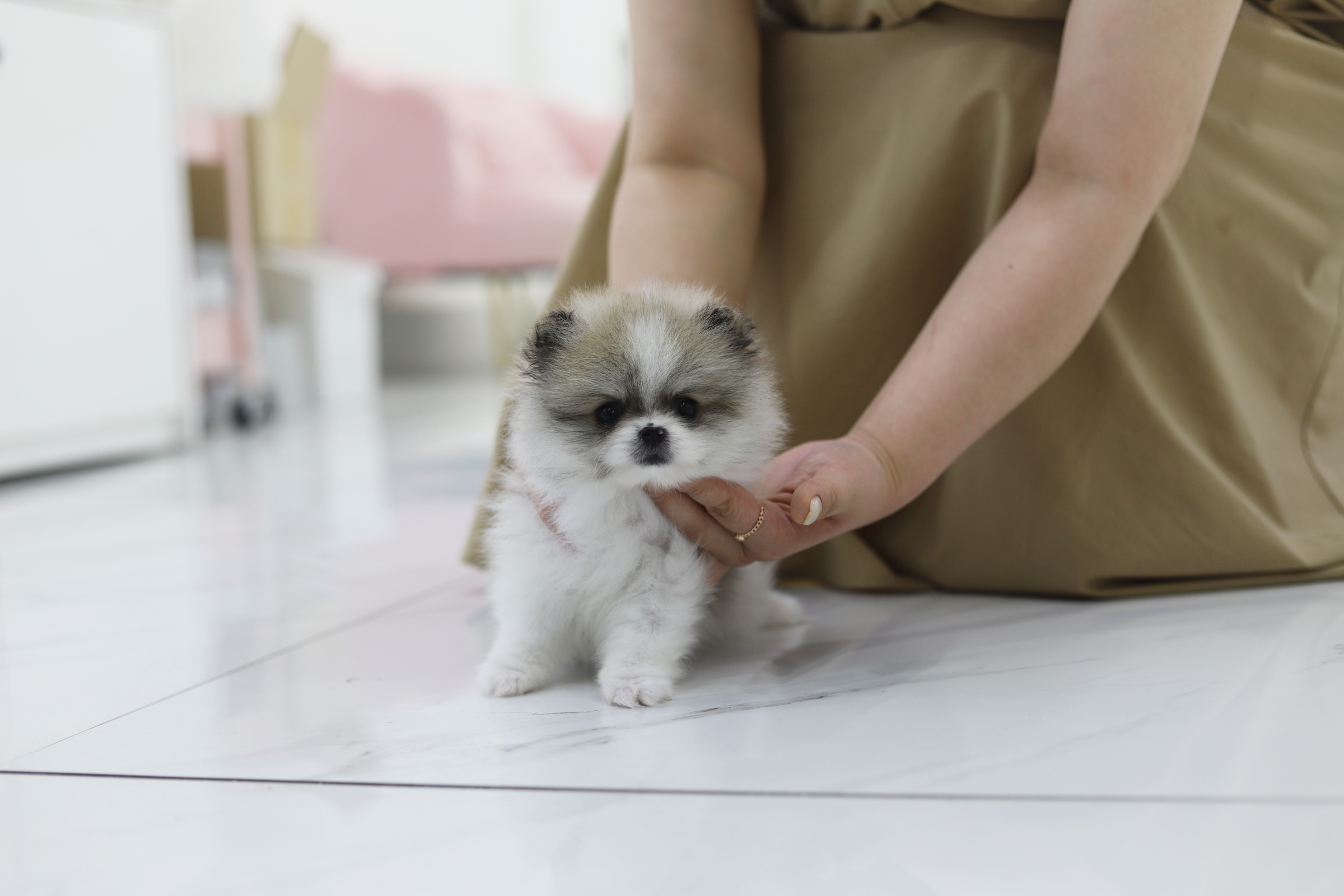 포메라니안(분양완료)