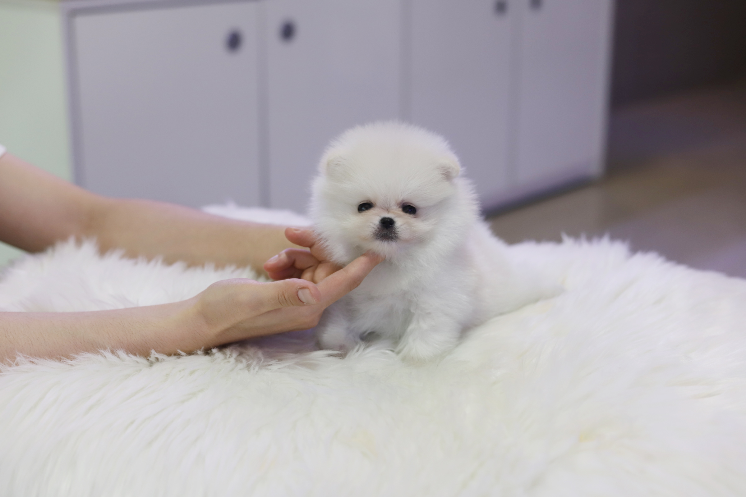 포메라니안(분양완료)