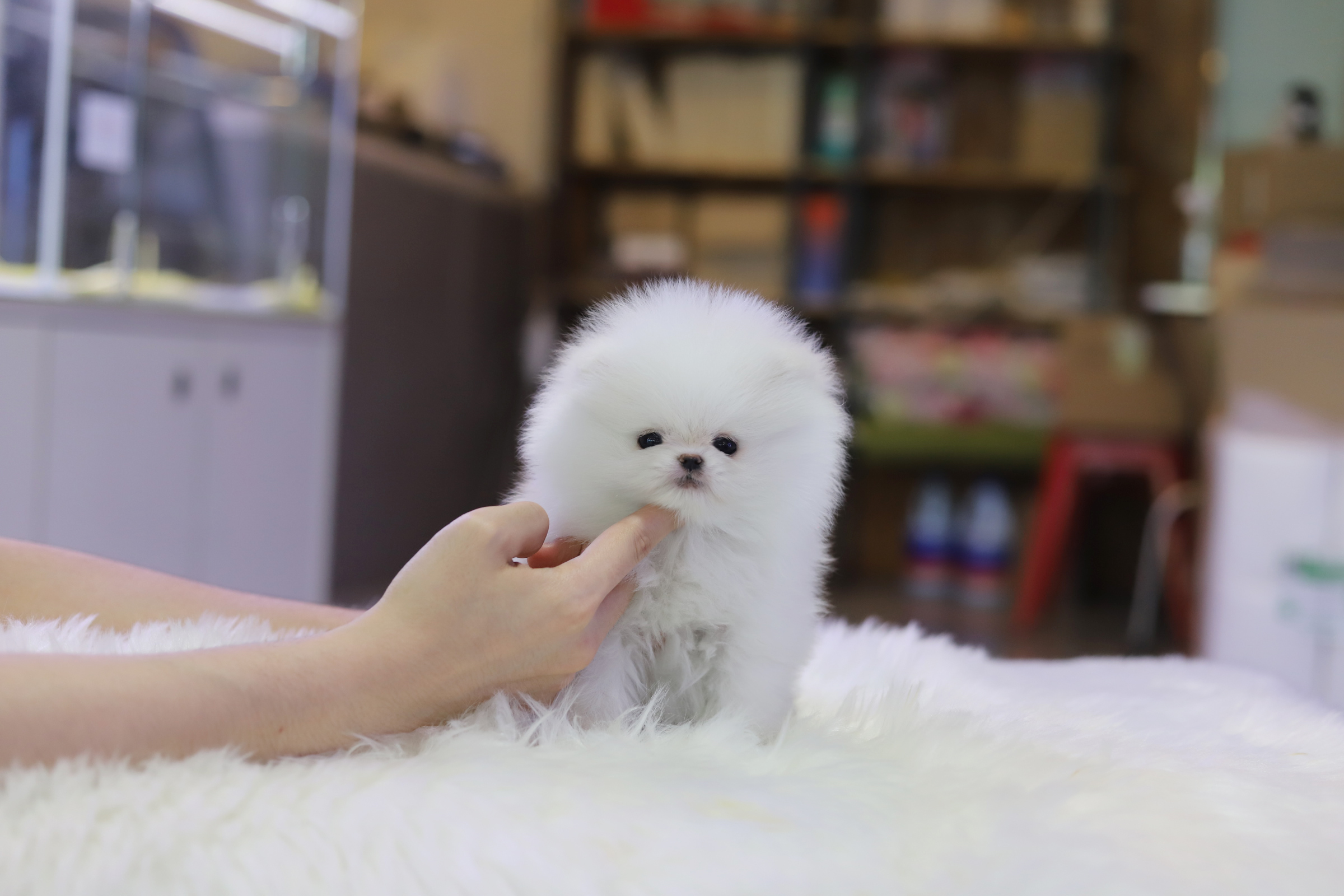 포메라니안(분양완료)