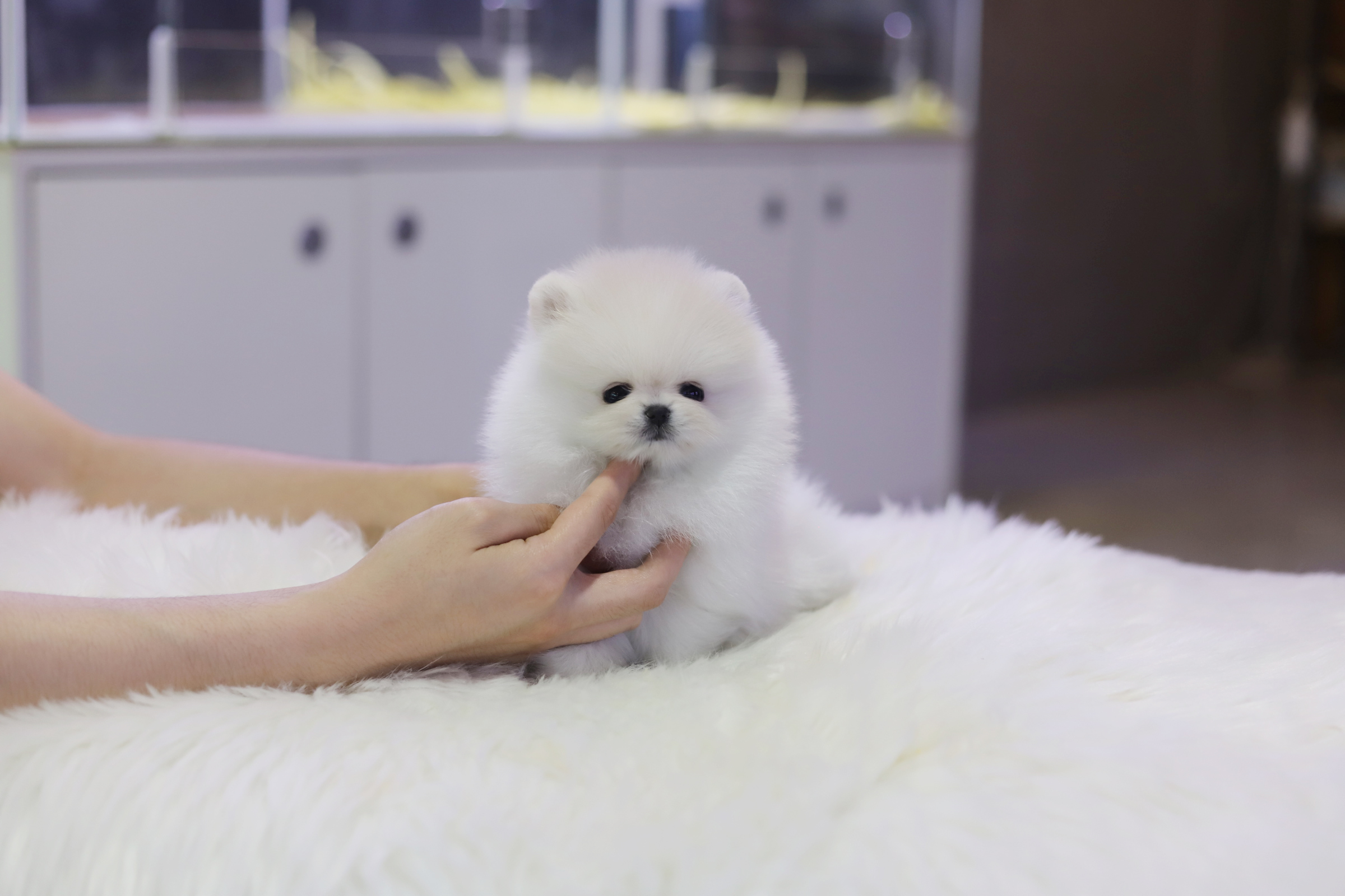 포메라니안(분양완료)