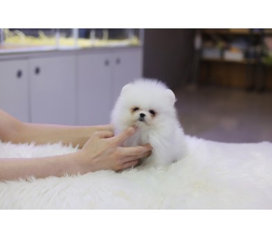 포메라니안(분양완료)