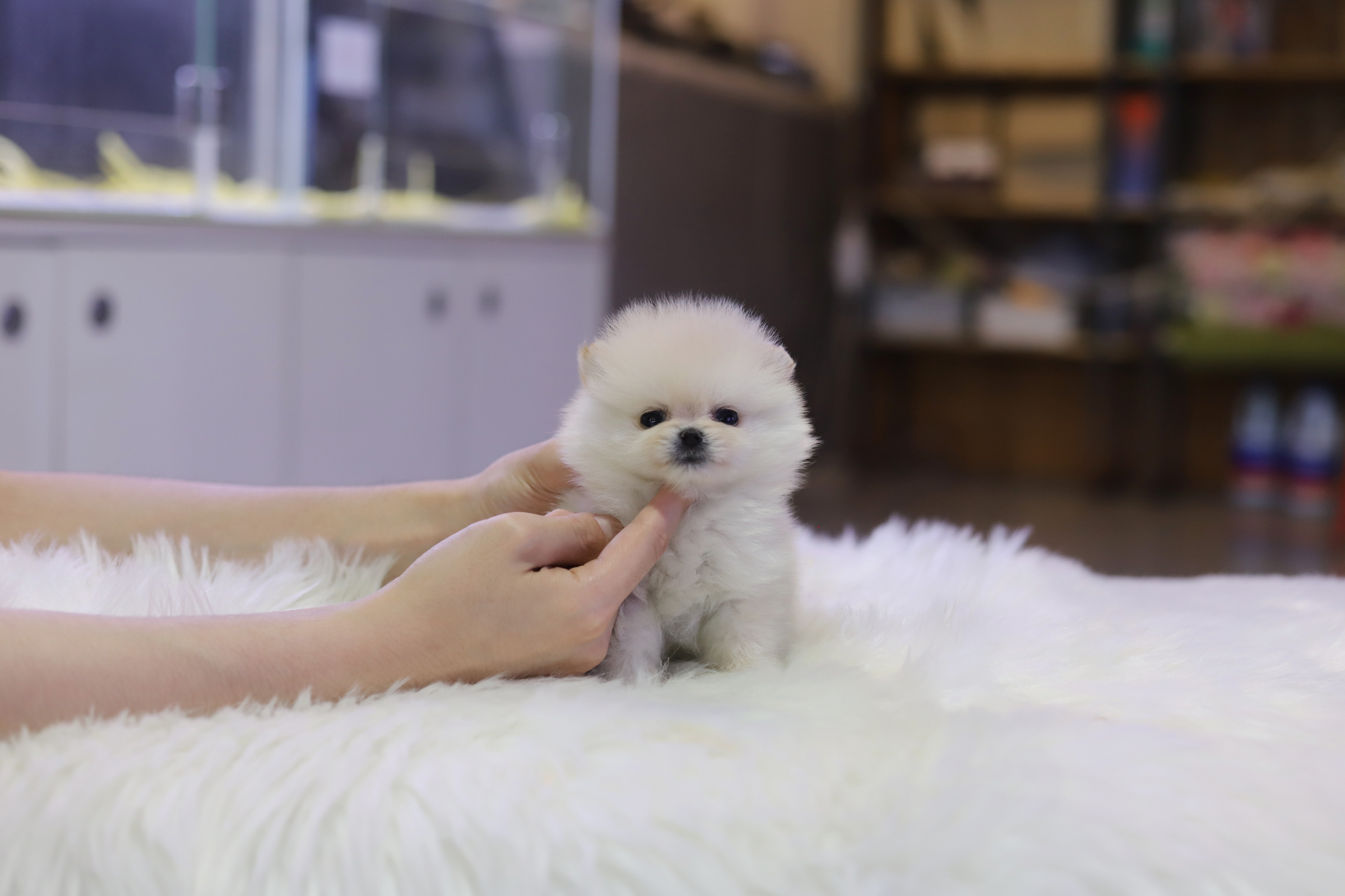 포메라니안(분양완료)