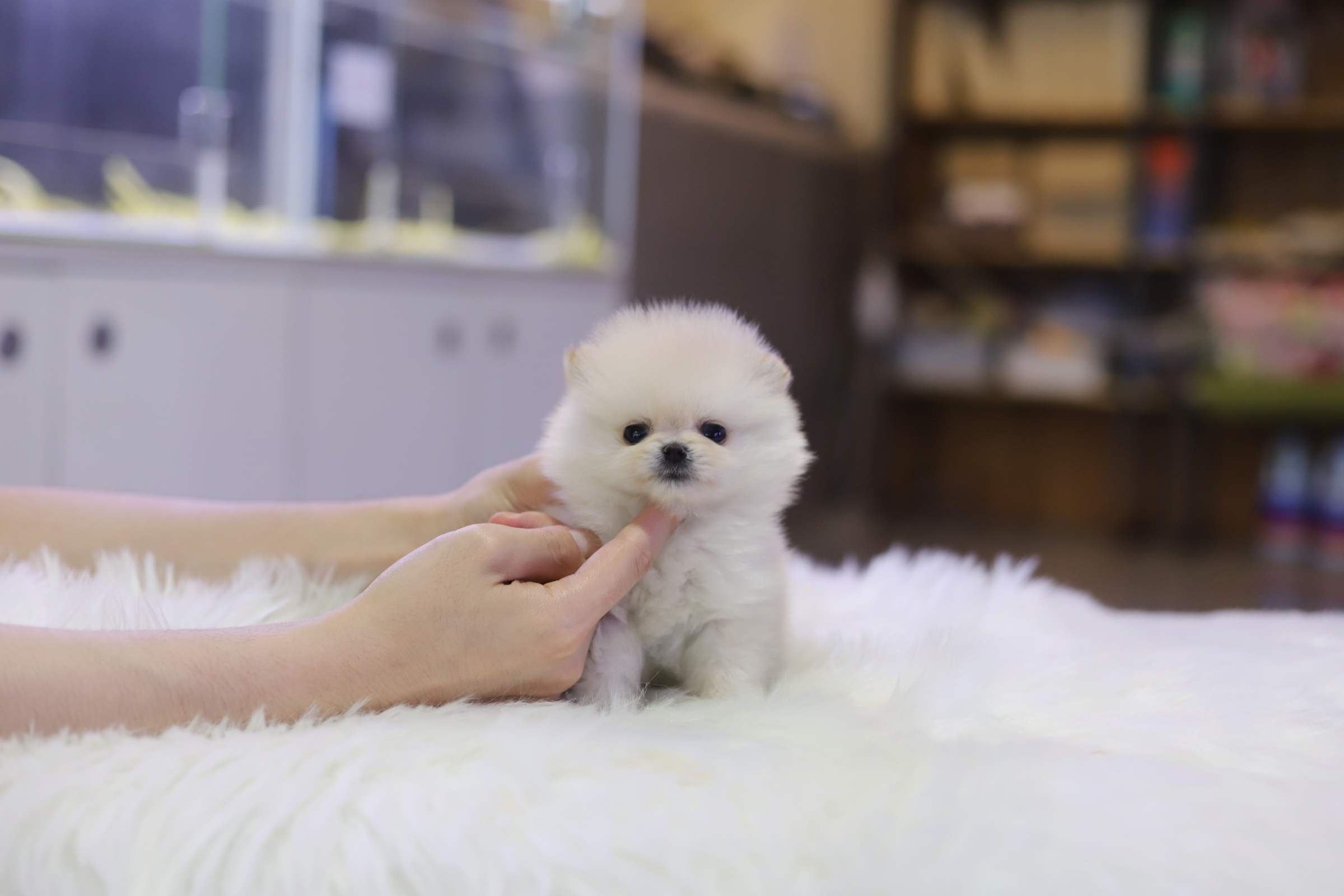 포메라니안(분양완료)