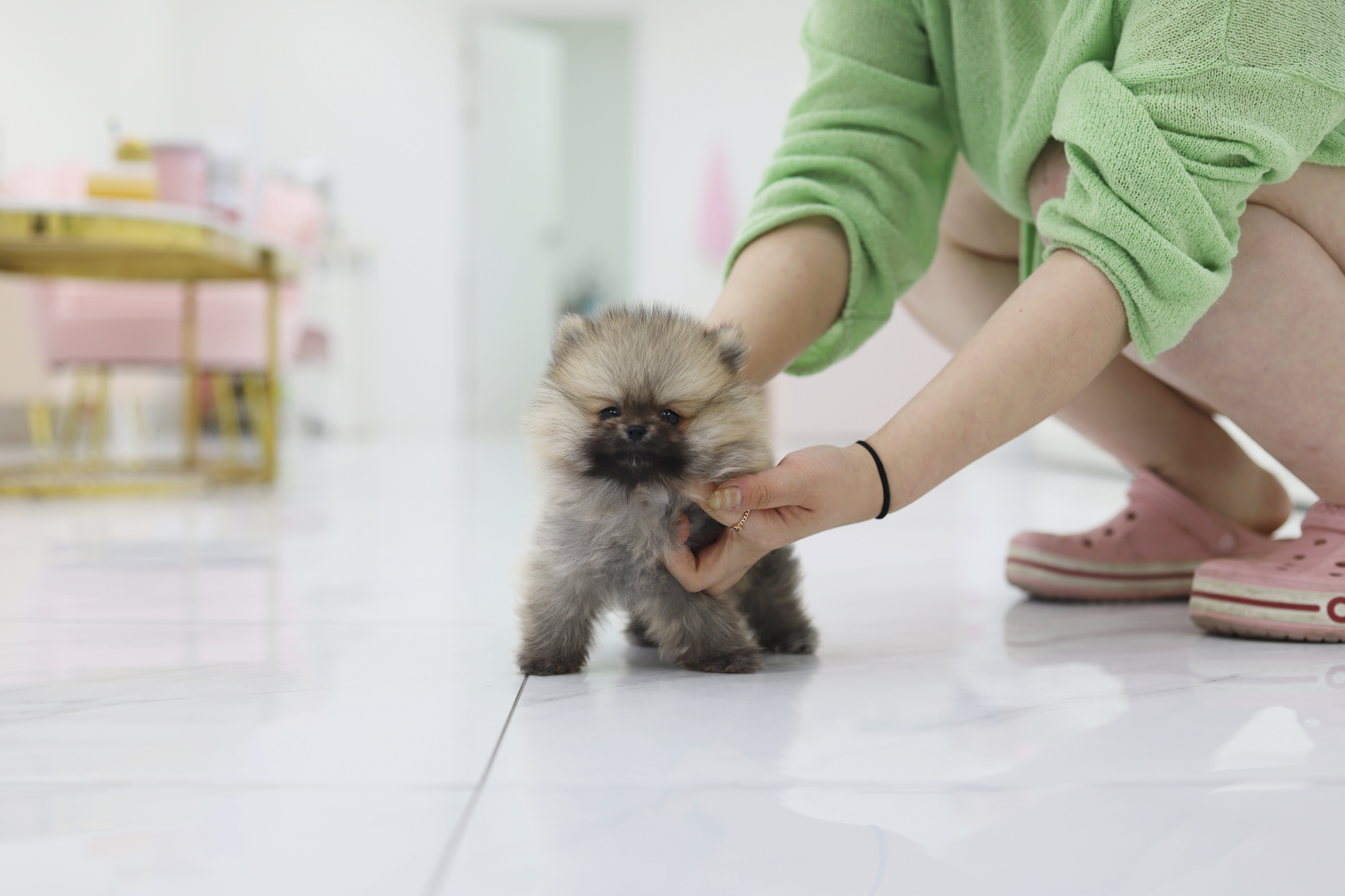 포메라니안(분양완료)