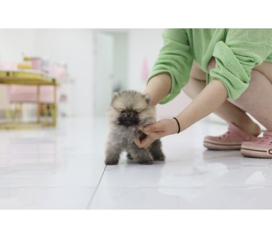포메라니안(분양완료)