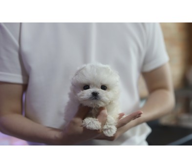 말티푸(분양완료)