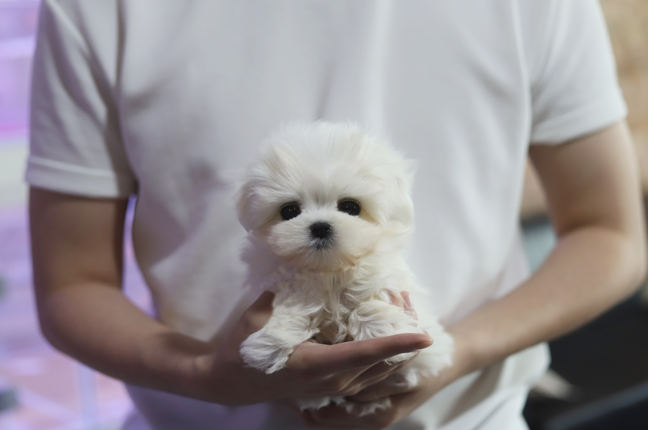 말티즈(분양완료)