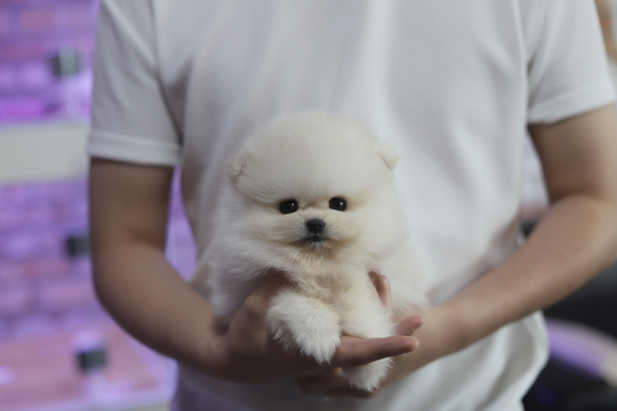 포메라니안(분양완료)