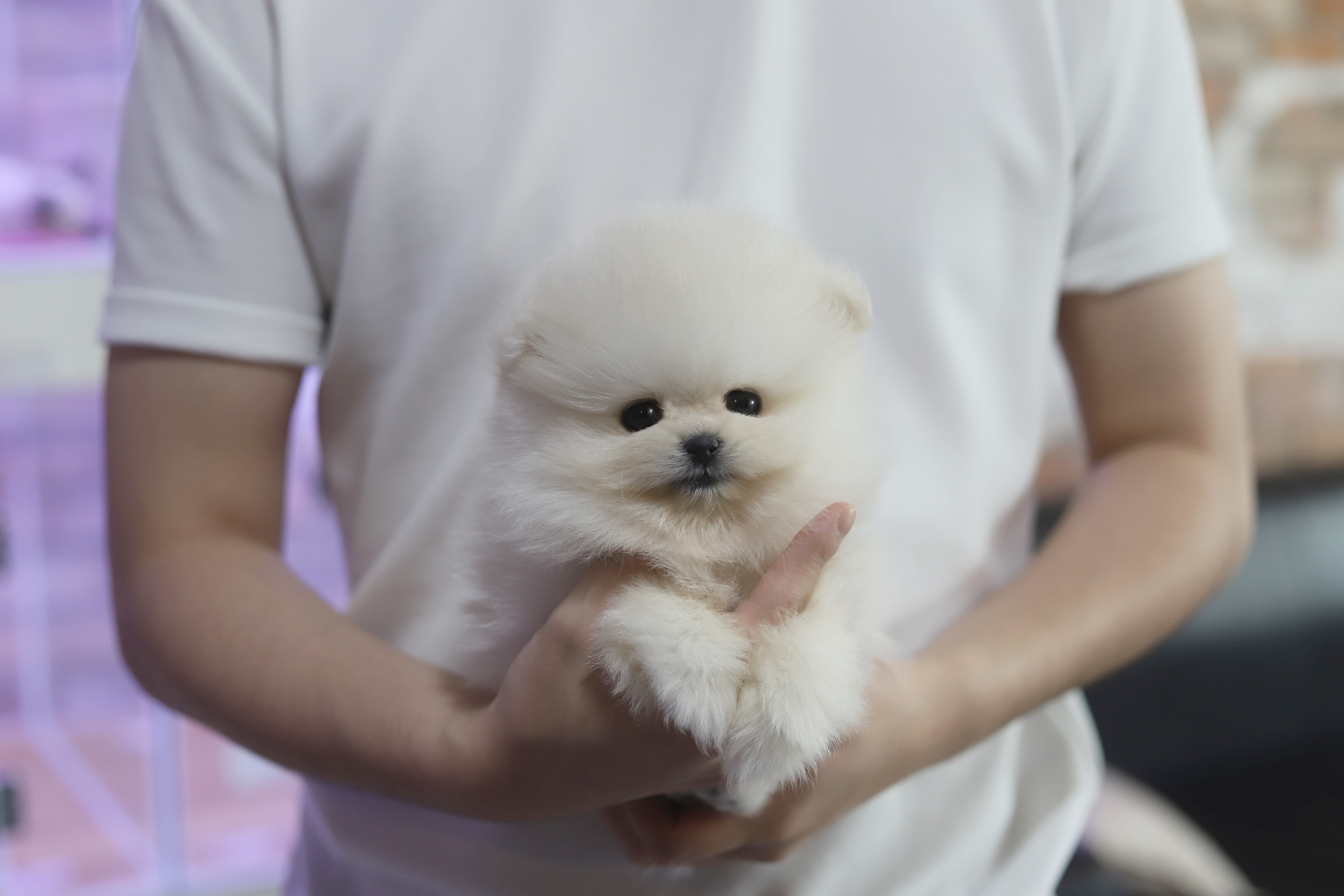 포메라니안(분양완료)