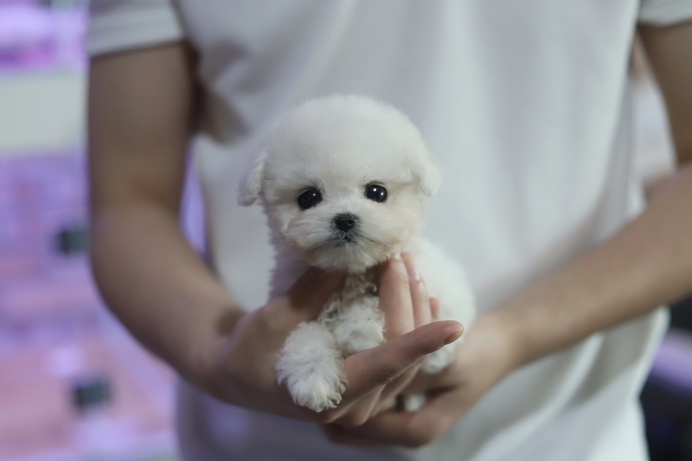 미니비숑(분양완료)