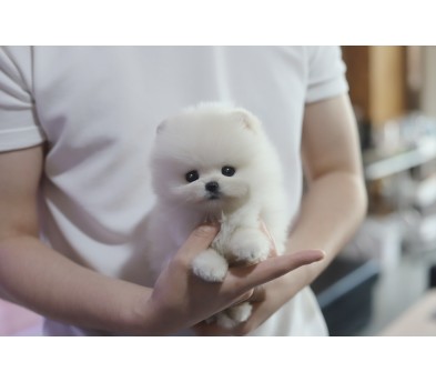 포메라니안(분양완료)
