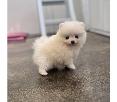 포메라니안(분양완료)