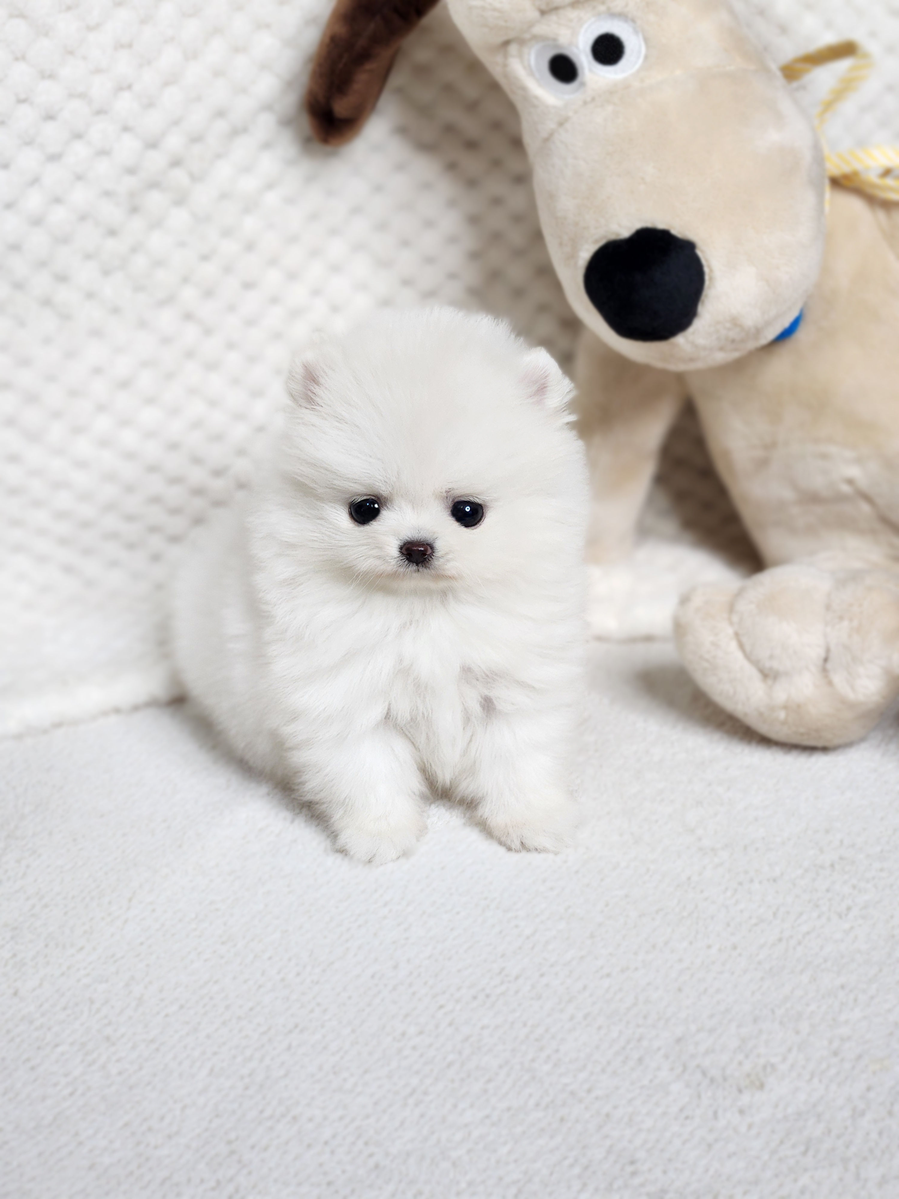 포메라니안(분양완료)