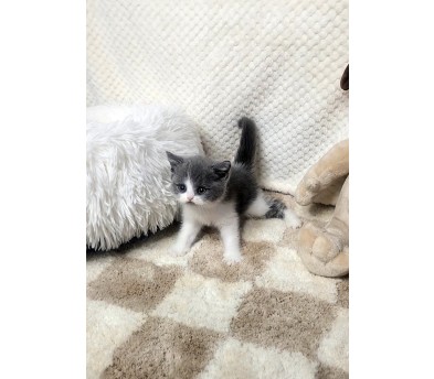브리티쉬숏헤어(분양완료)