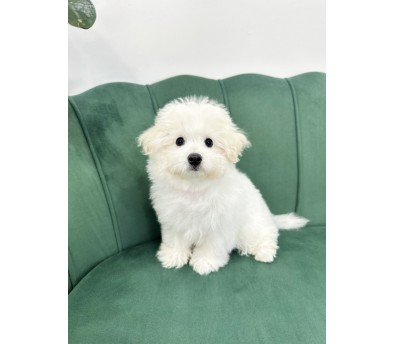 꼬숑 분양합니다